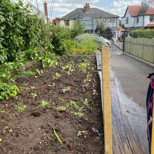 Planting Vegetables